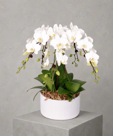 Orchid Plant with Cascading White Flowers in Ceramic Pot