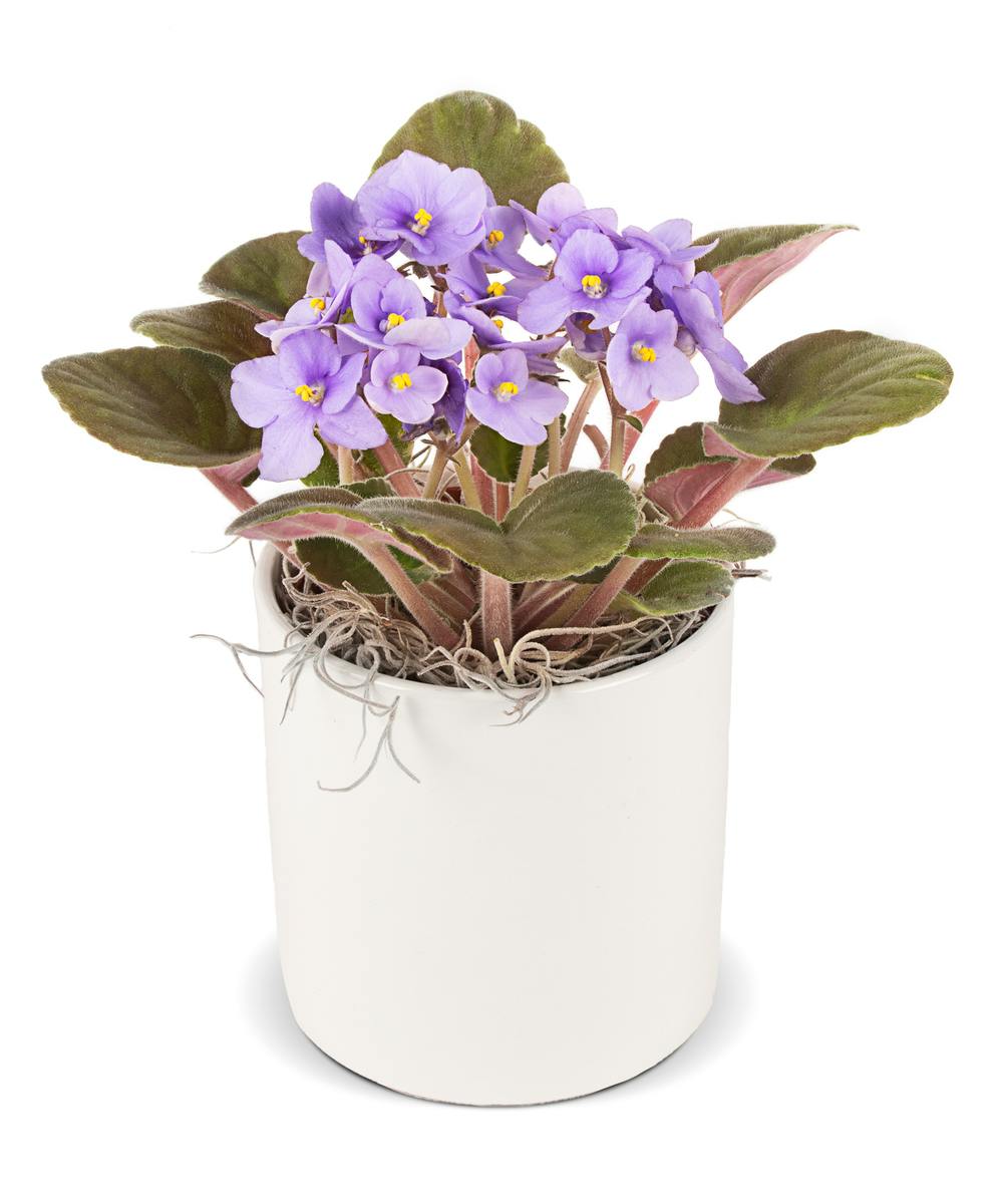 Plants by Vogt's Flowers in Flint, Flushing, Grand Blanc, & Davison MI