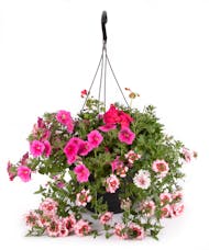 Large Outdoor Premium Hanging Baskets