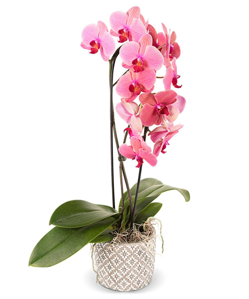 Plants by Vogt's Flowers in Flint, Flushing, Grand Blanc, & Davison MI