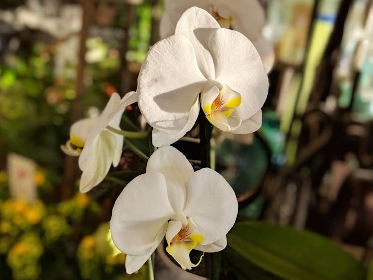 Elegant white orchids on display in our store